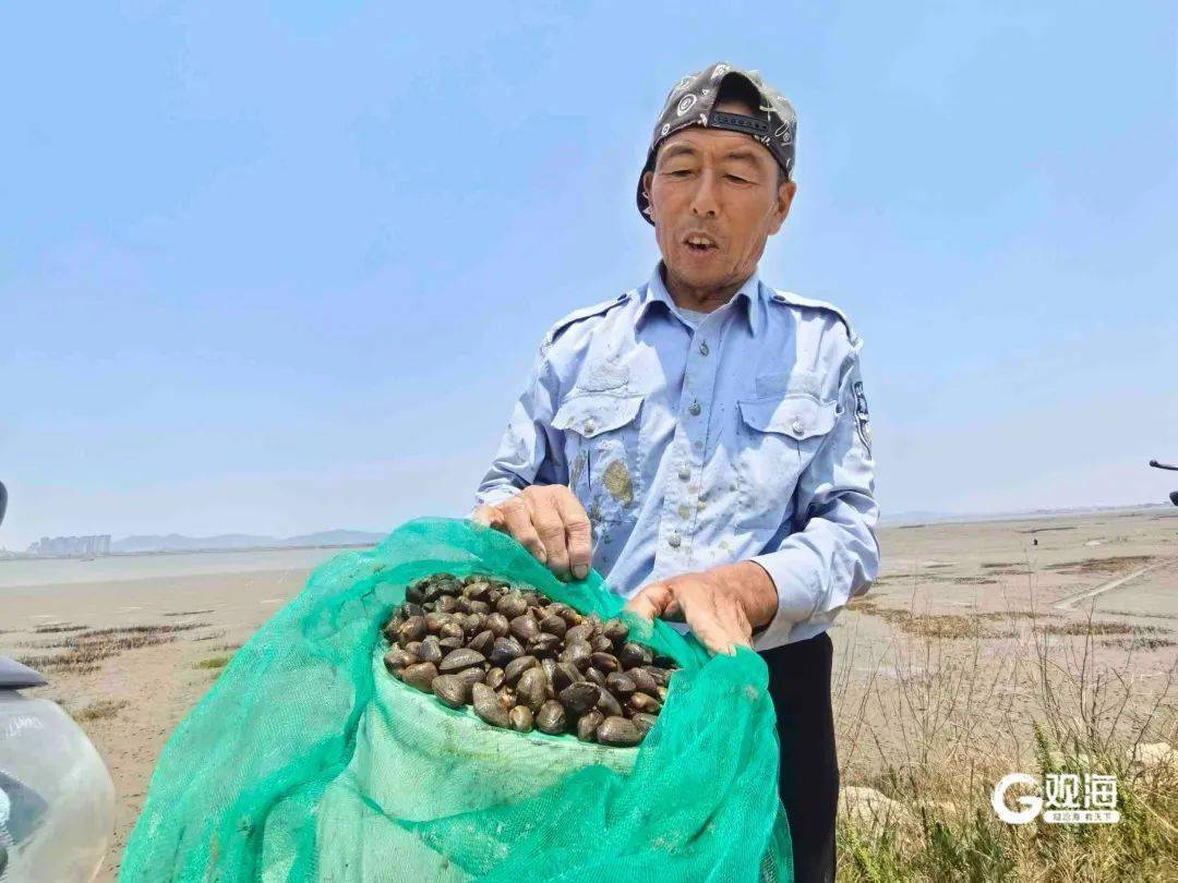 皇冠体育APP_正是肥的时候！每天上万斤在青岛这里上岸皇冠体育APP，很多人爱吃......