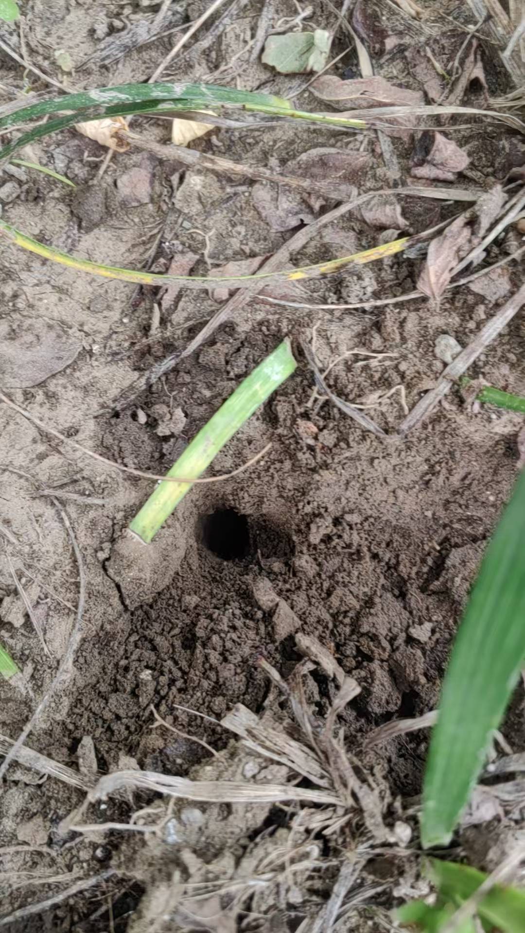 皇冠信用网开户_夏夜在公园里抓“季鸟猴”皇冠信用网开户，违规吗？