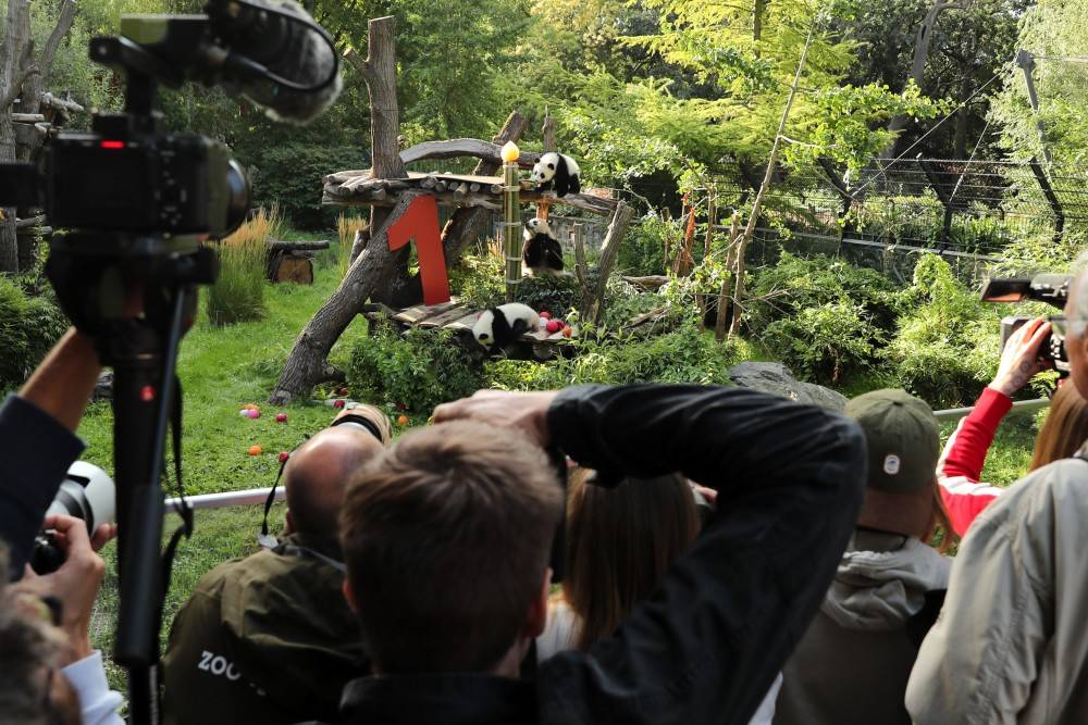 皇冠信用网账号注册
_在德出生的第二对大熊猫双胞胎迎来一岁生日