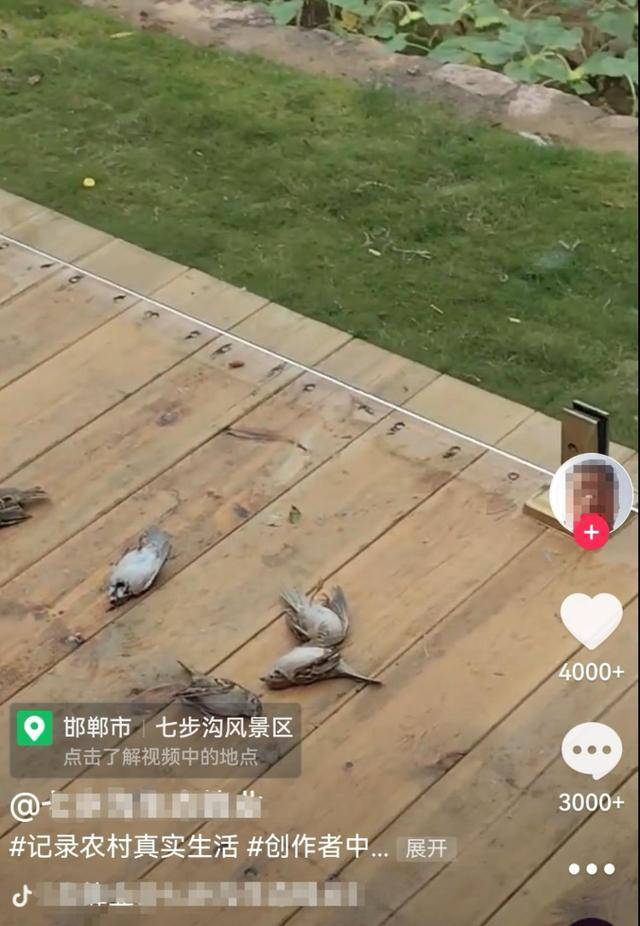 皇冠信用盘会员账号_一群麻雀飞着飞着纷纷坠亡皇冠信用盘会员账号,林业部门:可能是中毒了,将联合公安调查