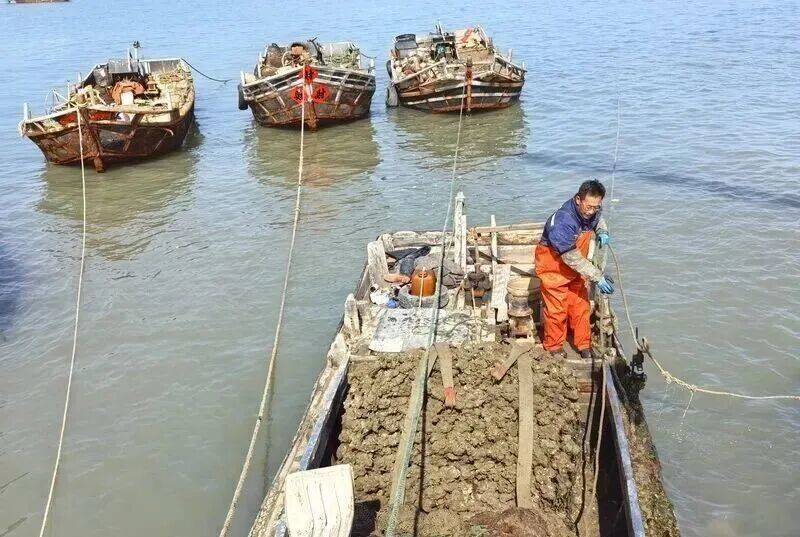 皇冠信用登2代理_批发价2元一斤皇冠信用登2代理，青岛这种海鲜卖爆了，1600万斤已上岸……